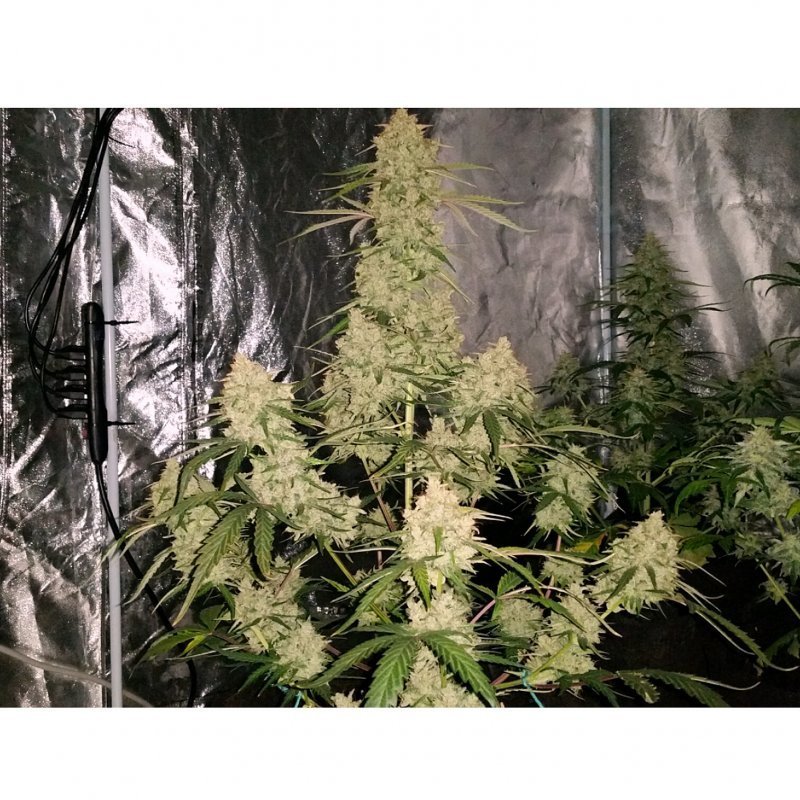 Short Stuff Seeds - Auto Jedi Kush (auto/fem.)