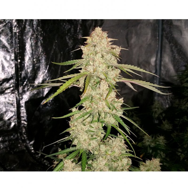 Short Stuff Seeds - Auto Jedi Kush (auto/fem.)