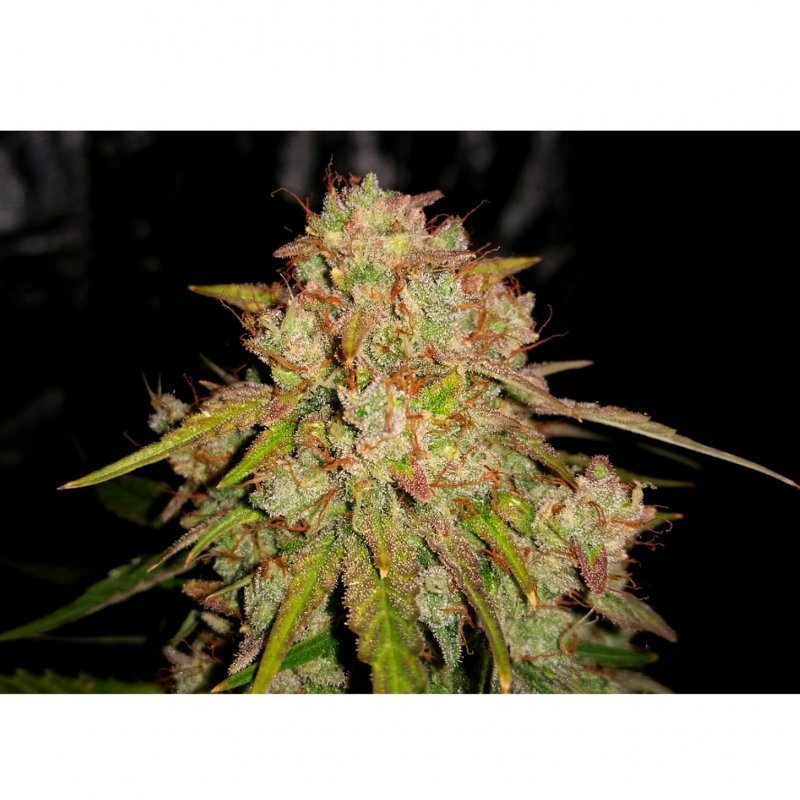 Short Stuff Seeds - Auto Jedi Kush (auto/fem.)