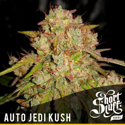Short Stuff Seeds - Auto Jedi Kush (auto/fem.) 05198