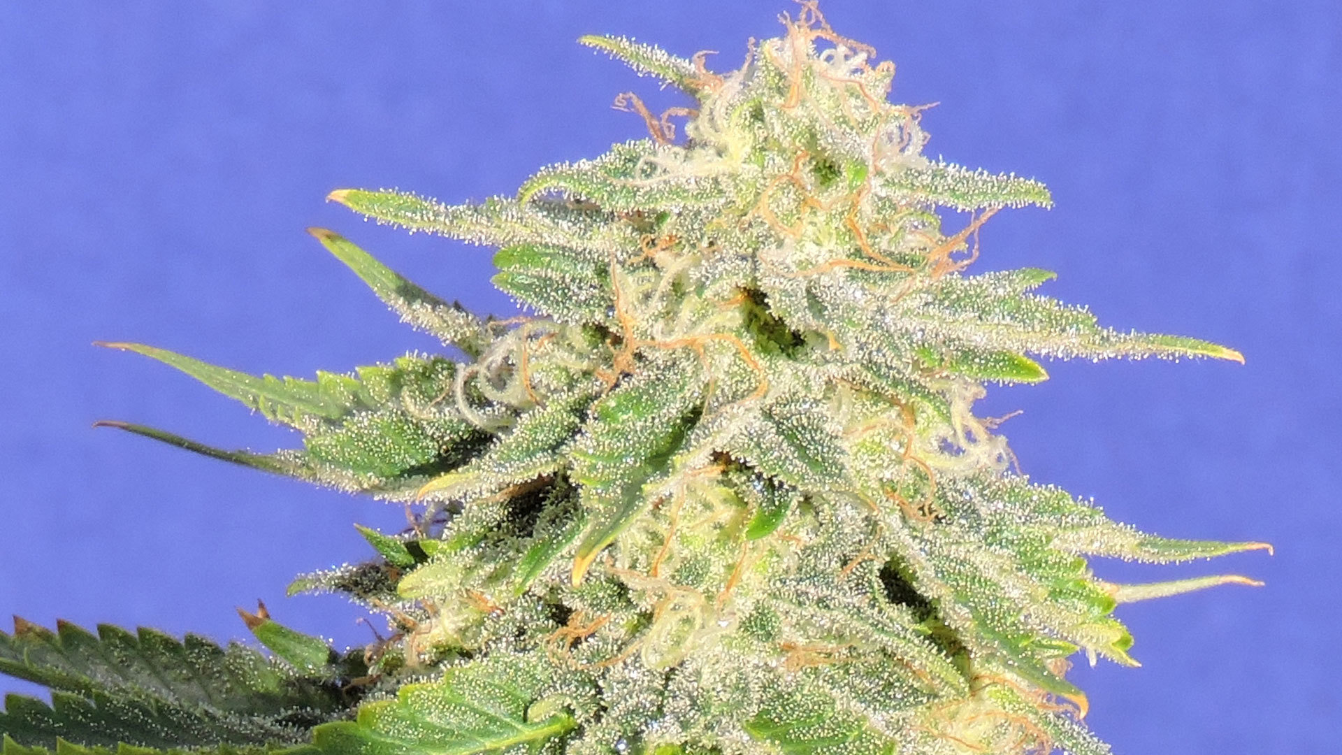 Original Sensible Seeds - Auto JH (auto/fem.)