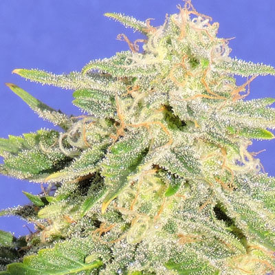 Original Sensible Seeds - Auto JH (auto/fem.) 00106