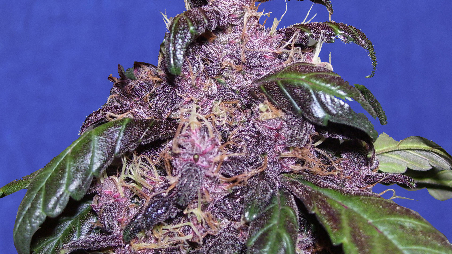 Original Sensible Seeds - Auto Purple (auto/fem.)