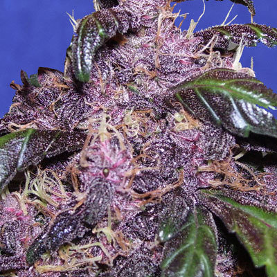 Original Sensible Seeds - Auto Purple (auto/fem.) 00107