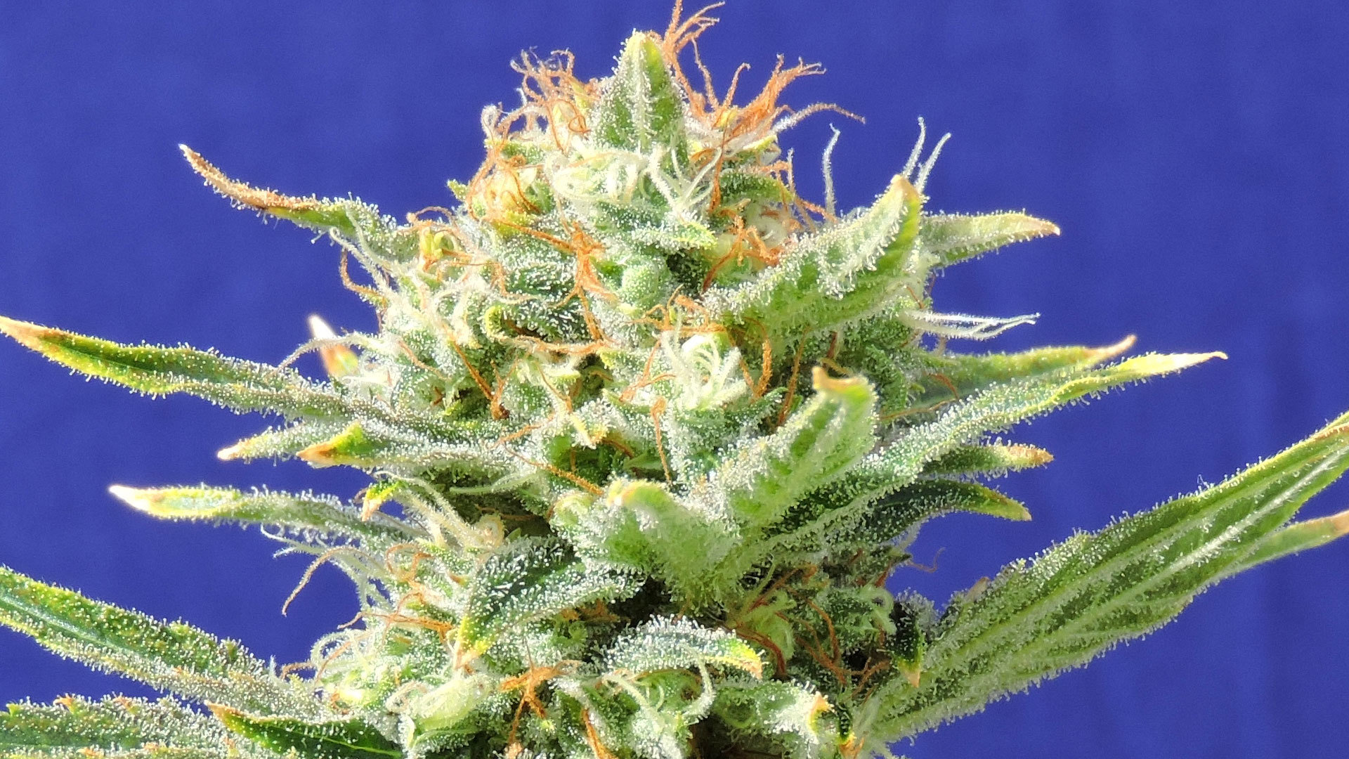 Original Sensible Seeds - Auto Skunk (auto/fem.)