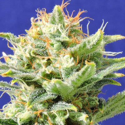 Original Sensible Seeds - Auto Skunk (auto/fem.) 00108