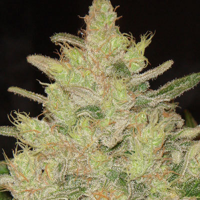Original Sensible Seeds - Blueberry Ghost OG (fem.) 05201