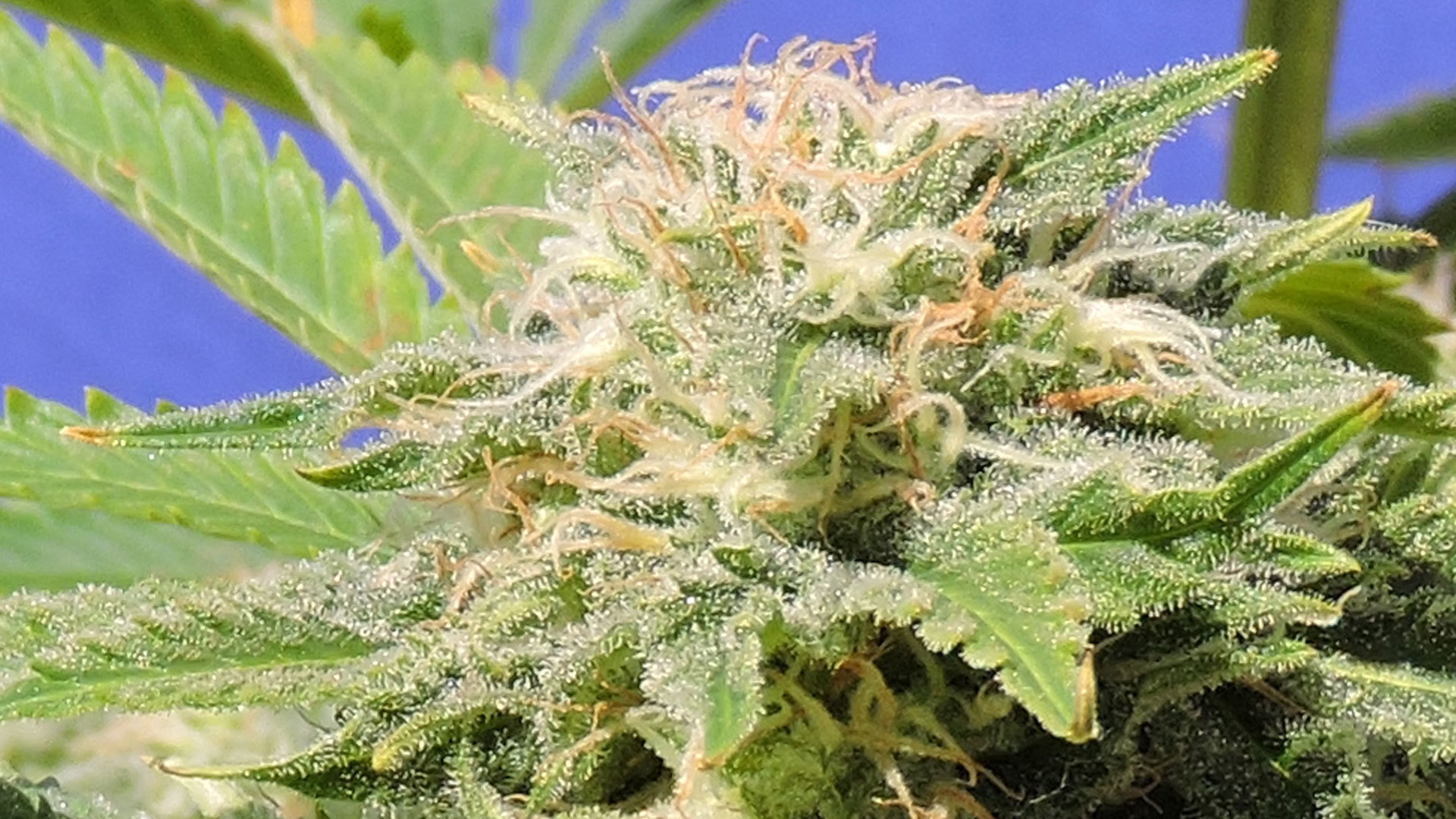 Original Sensible Seeds - Kali AK (fem.)