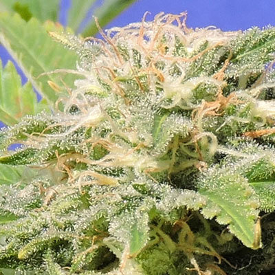 Original Sensible Seeds - Kali AK (fem.) 05203