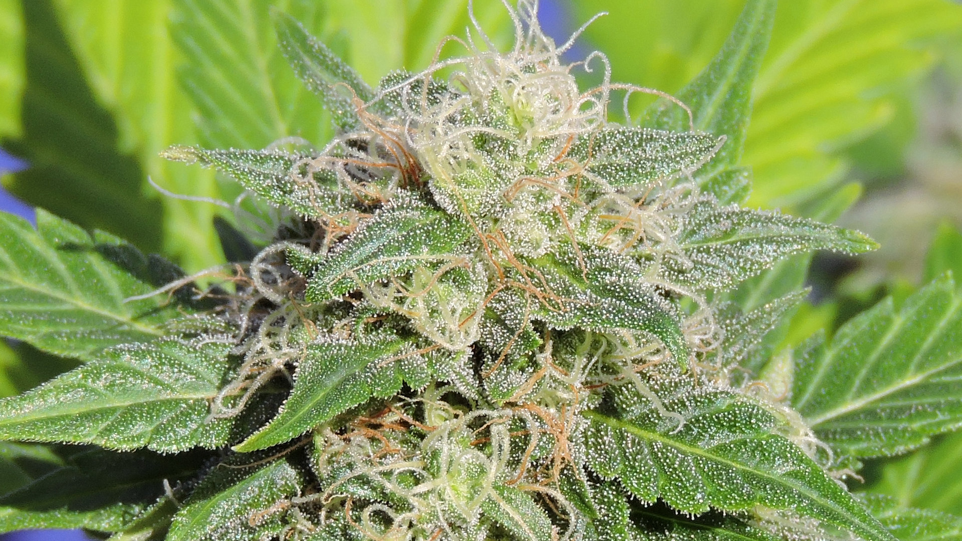 Original Sensible Seeds - Super Auto Lemon Haze (auto/fem.)