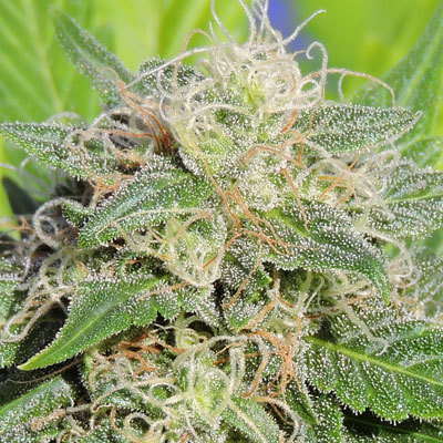 Original Sensible Seeds - Super Auto Lemon Haze (auto/fem.) 05207