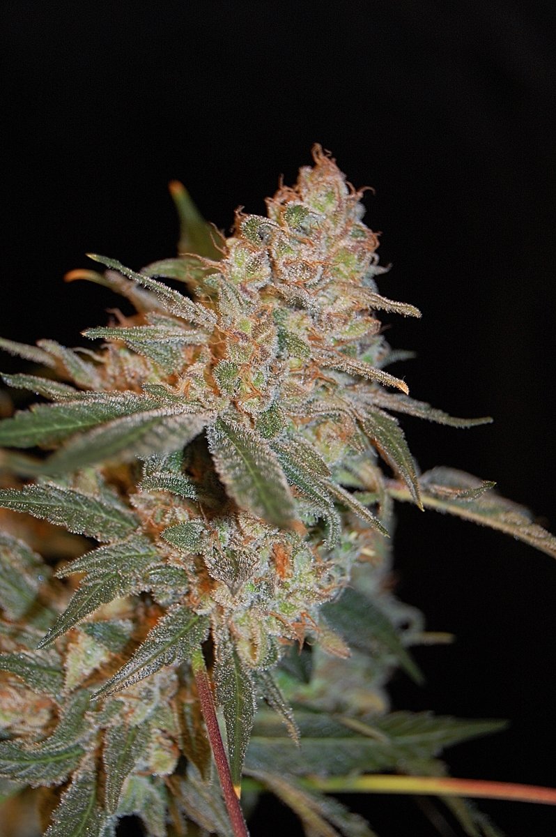 Advanced Seeds - Black Diesel (fem.)