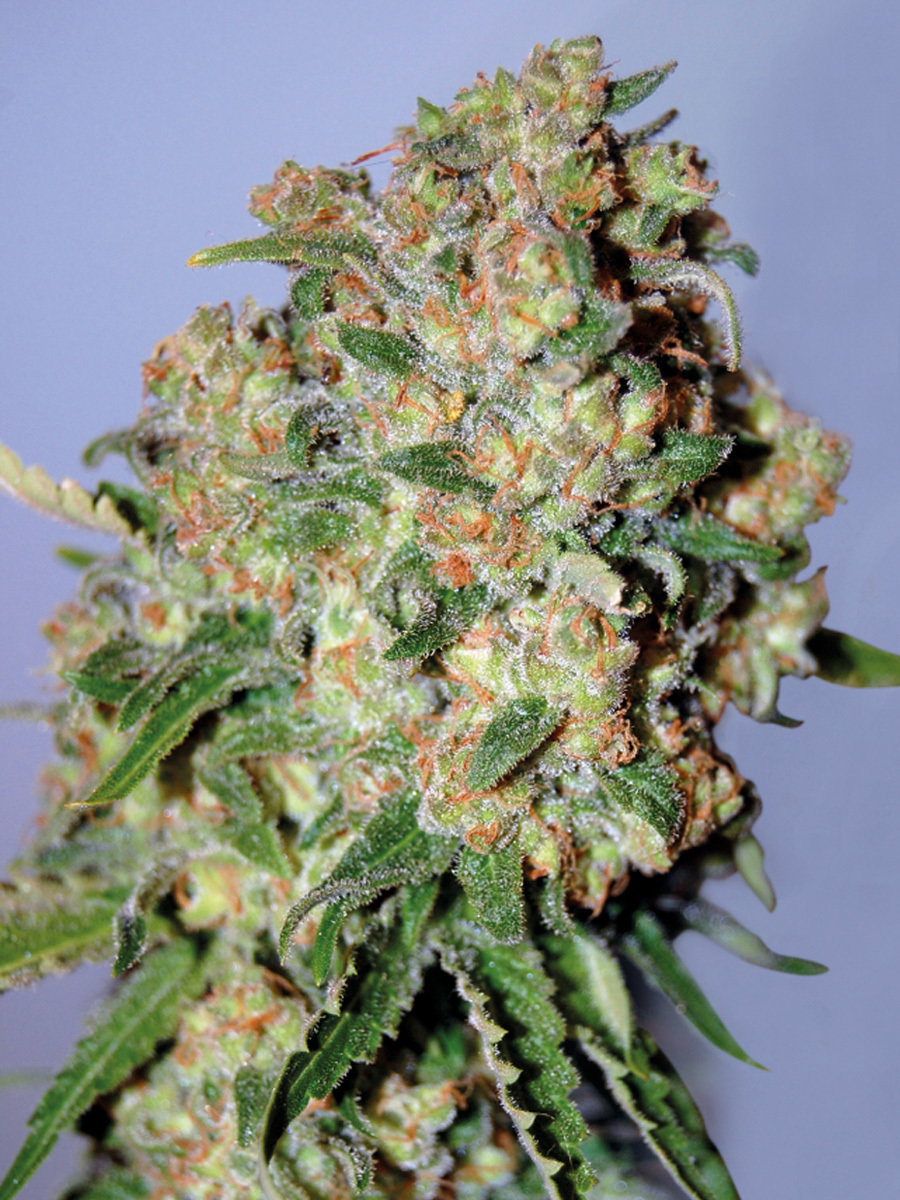 Advanced Seeds - Critical (fem.)