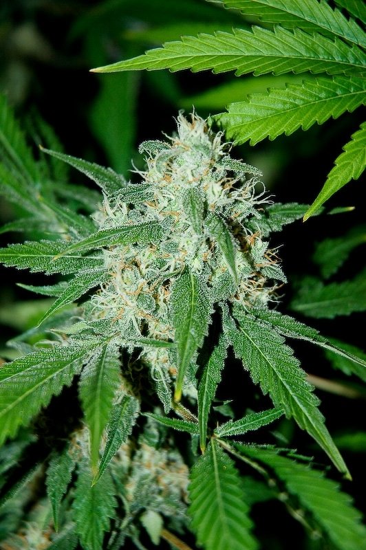 Advanced Seeds - Haze Mist (fem.)