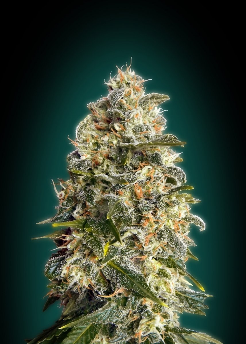 Advanced Seeds - Heavy Bud (fem.)
