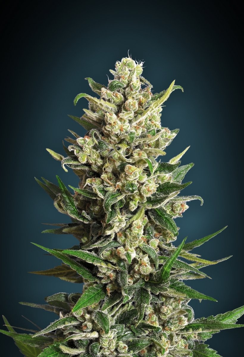 Advanced Seeds - Ice Kush (fem.)