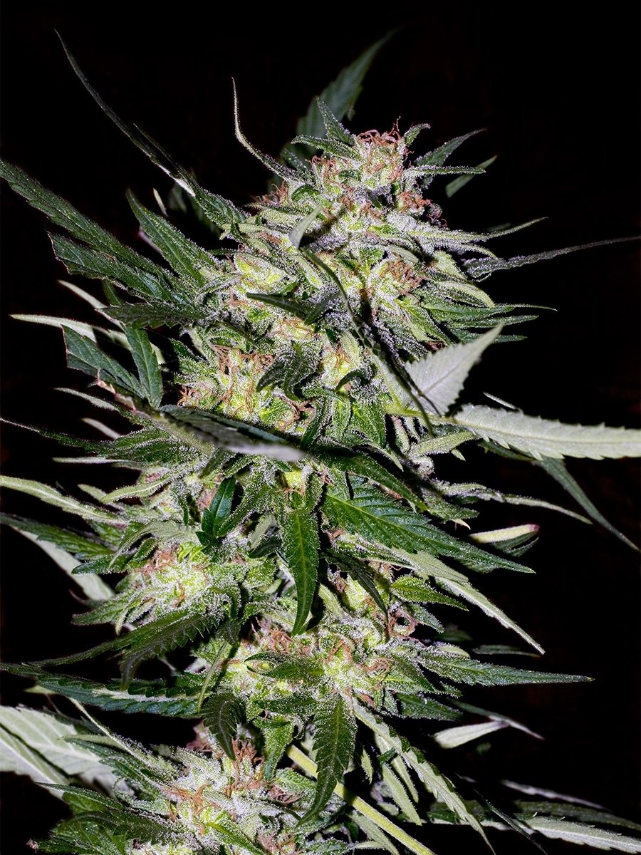 Advanced Seeds - Jack Plant (fem.)
