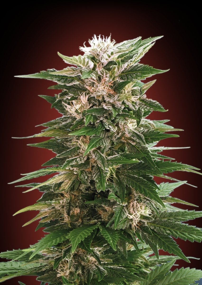 Advanced Seeds - Kaya 47 (fem.)