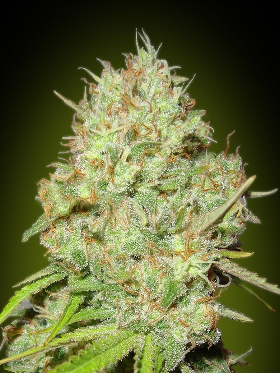 Advanced Seeds - Shark Widow (fem.)
