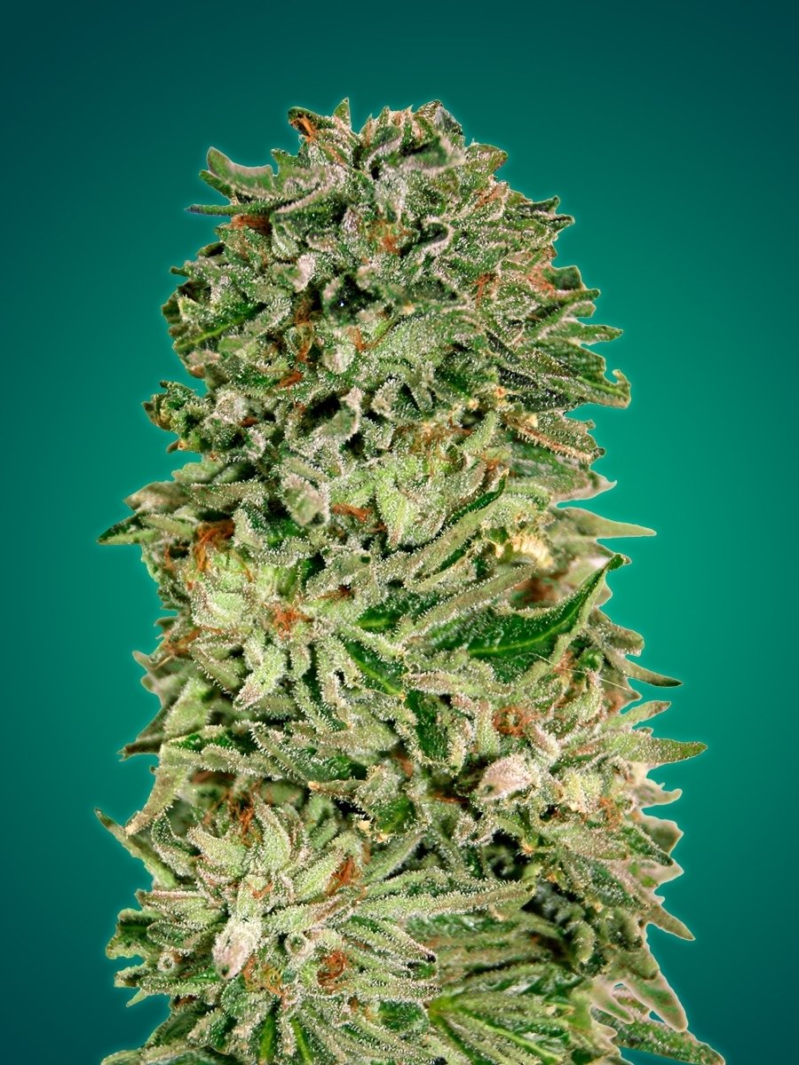 Advanced Seeds - Shark Widow CBD (fem.)
