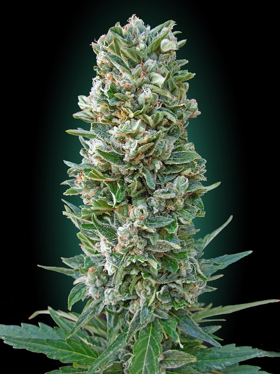 Advanced Seeds - Auto Heavy Bud (auto/fem.)