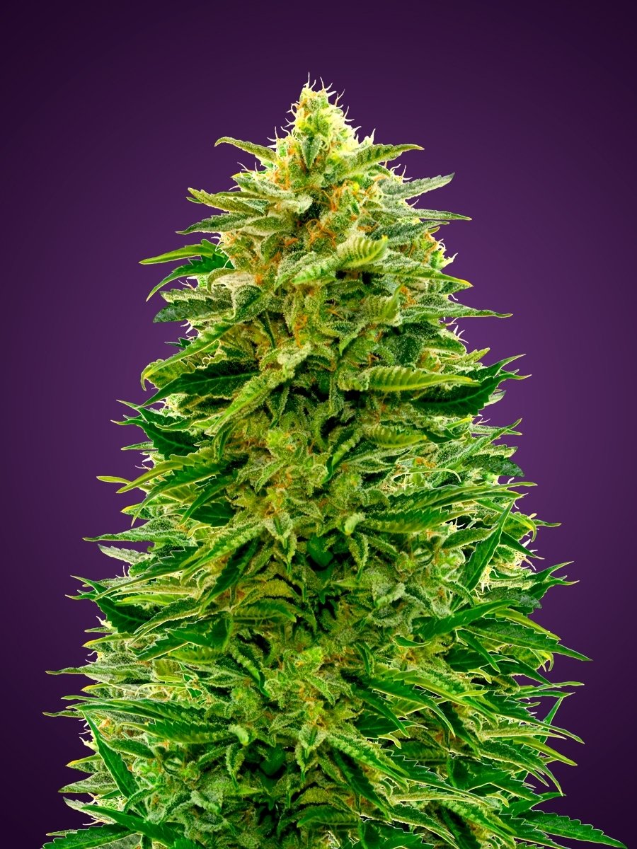 Advanced Seeds - Auto Amnesia (auto/fem.)
