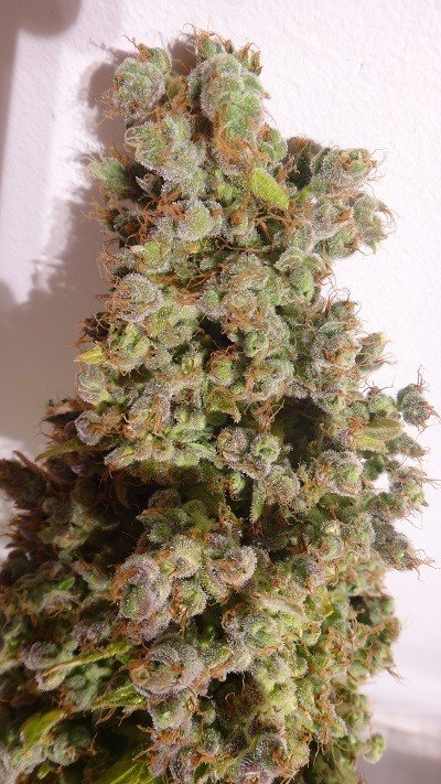 Ace Seeds - Auto Malawi x Northern Lights (auto/fem.)