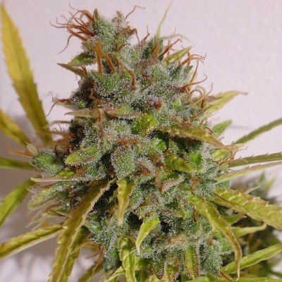 Ace Seeds - Auto Malawi x Northern Lights (auto/fem.)