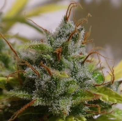 Ace Seeds - Auto Malawi x Northern Lights (auto/fem.)