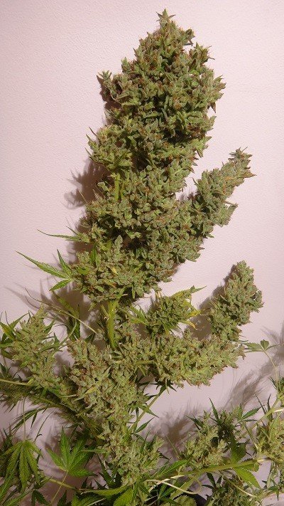 Ace Seeds - Auto Malawi x Northern Lights (auto/fem.)