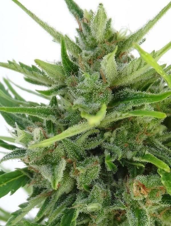 Ace Seeds - Auto Malawi x Northern Lights (auto/fem.)