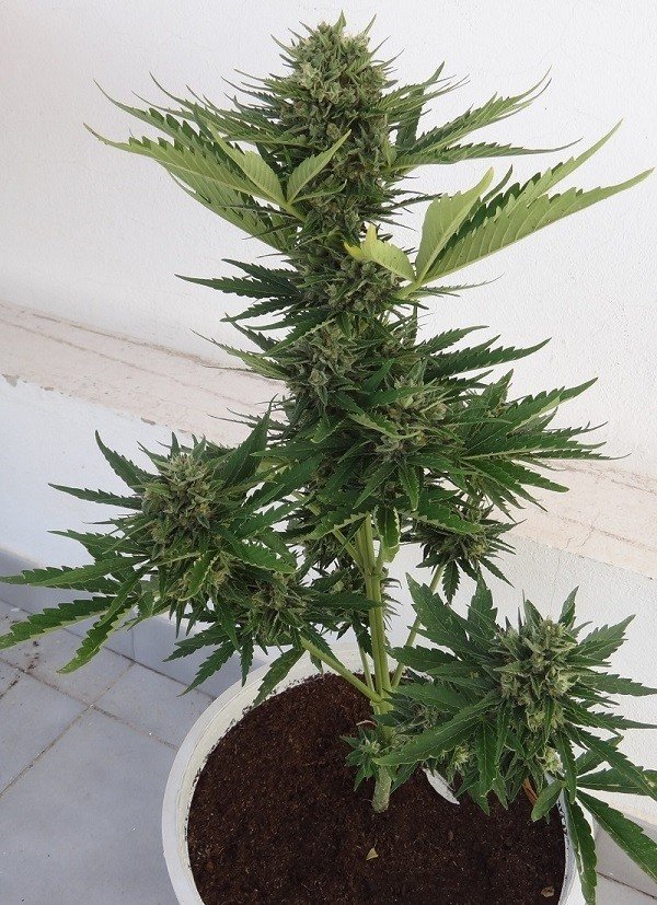 Ace Seeds - Auto Malawi x Northern Lights (auto/fem.)