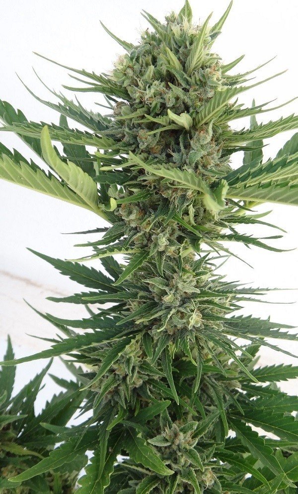 Ace Seeds - Auto Malawi x Northern Lights (auto/fem.)