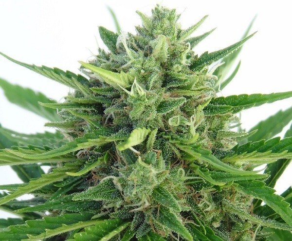 Ace Seeds - Auto Malawi x Northern Lights (auto/fem.)