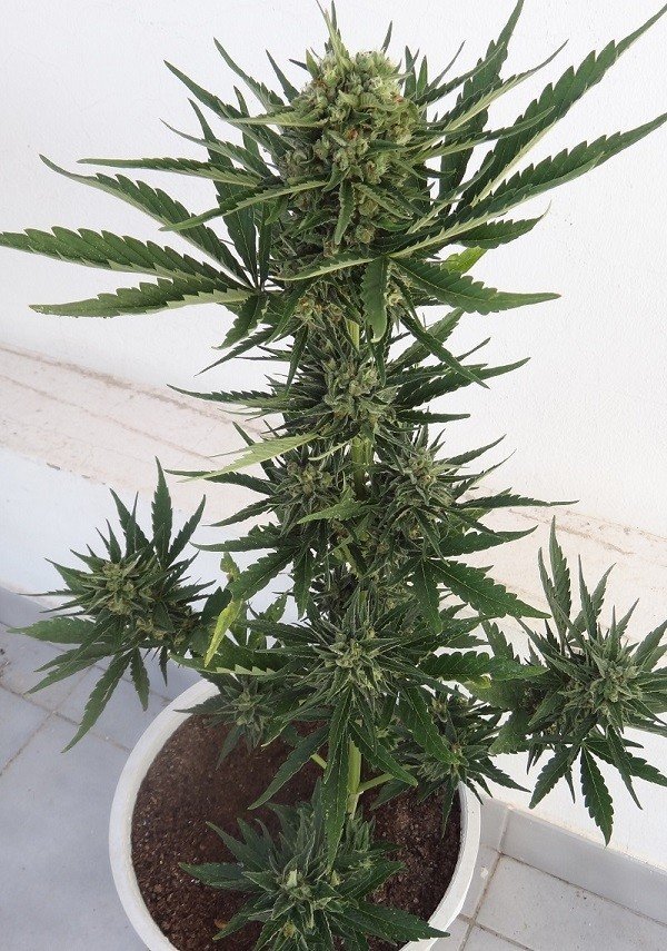 Ace Seeds - Auto Malawi x Northern Lights (auto/fem.)