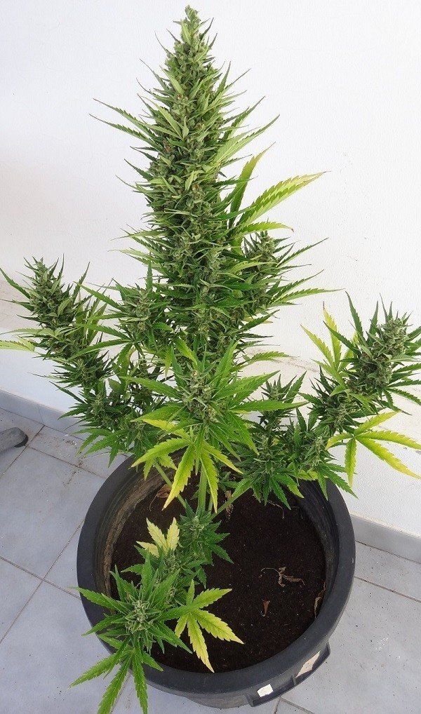 Ace Seeds - Auto Malawi x Northern Lights (auto/fem.)