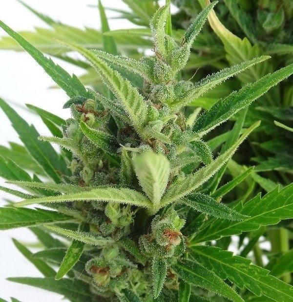 Ace Seeds - Auto Malawi x Northern Lights (auto/fem.)