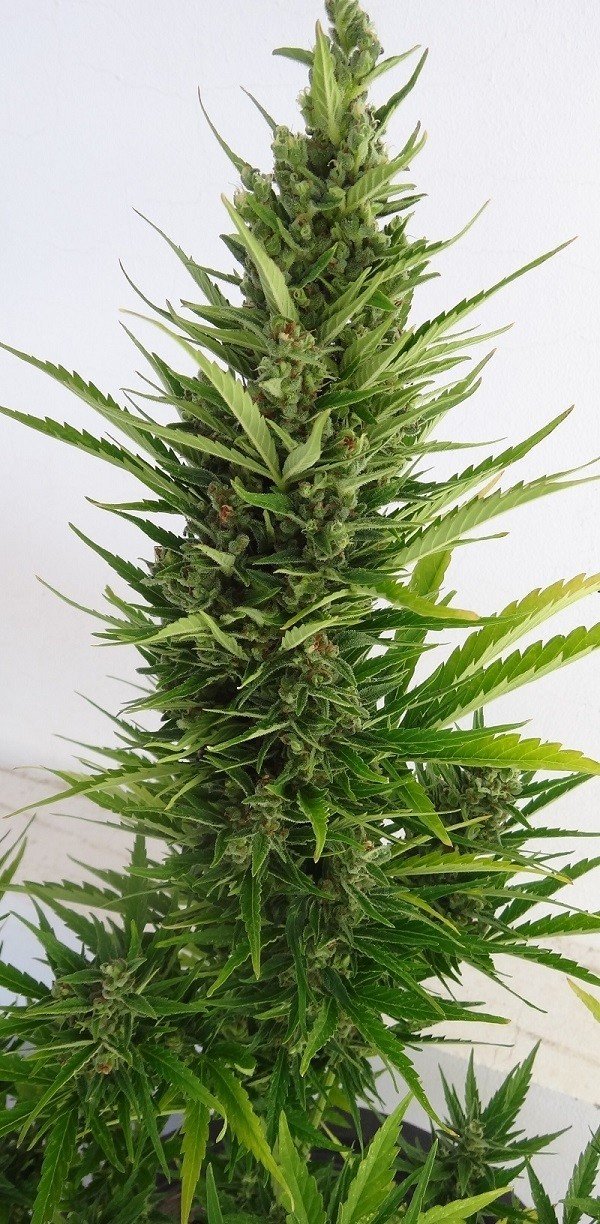 Ace Seeds - Auto Malawi x Northern Lights (auto/fem.)