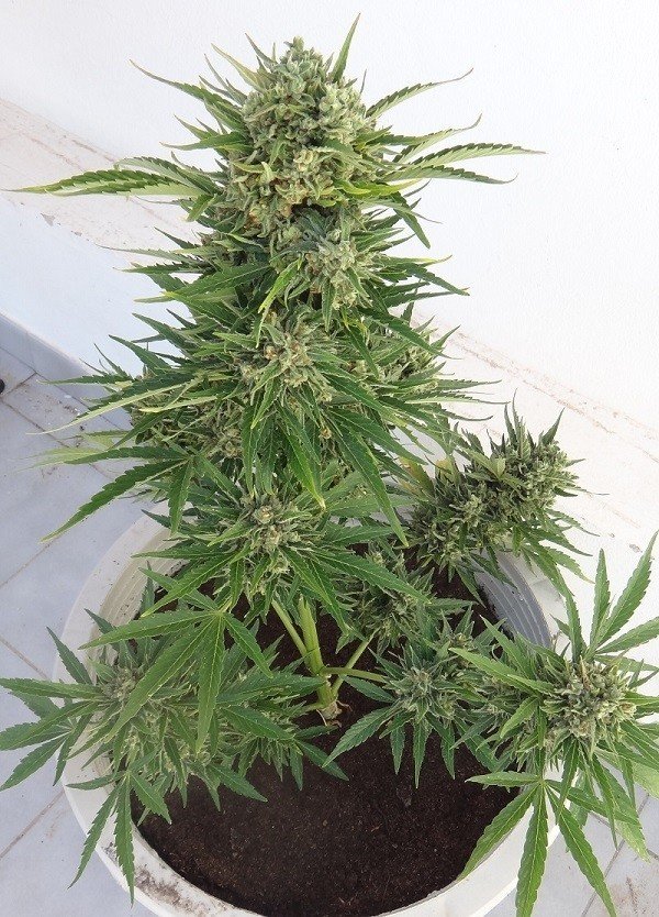 Ace Seeds - Auto Malawi x Northern Lights (auto/fem.)