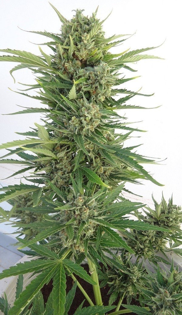 Ace Seeds - Auto Malawi x Northern Lights (auto/fem.)