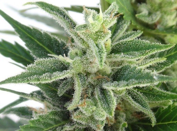 Ace Seeds - Auto Malawi x Northern Lights (auto/fem.)