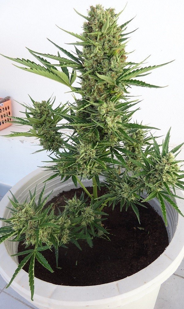 Ace Seeds - Auto Malawi x Northern Lights (auto/fem.)