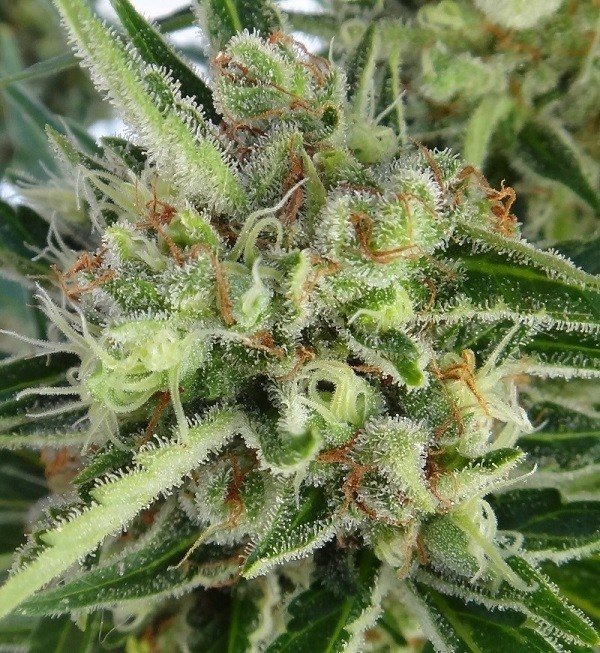 Ace Seeds - Auto Malawi x Northern Lights (auto/fem.)