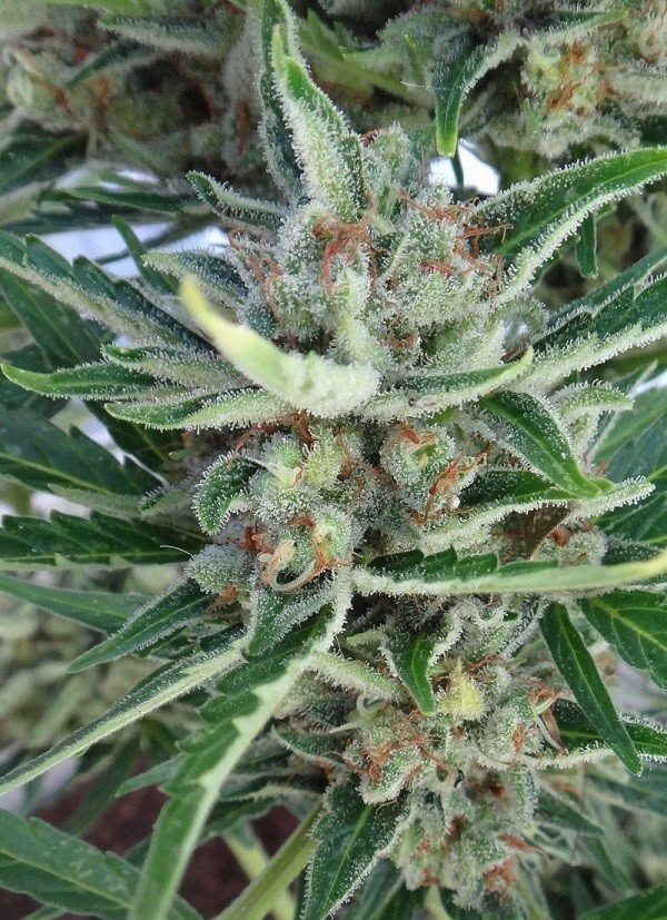 Ace Seeds - Auto Malawi x Northern Lights (auto/fem.)