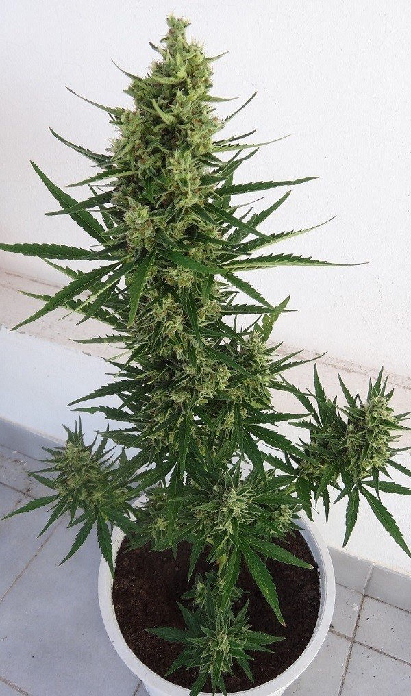 Ace Seeds - Auto Malawi x Northern Lights (auto/fem.)