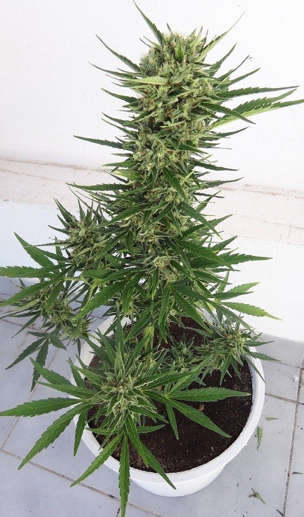 Ace Seeds - Auto Malawi x Northern Lights (auto/fem.)