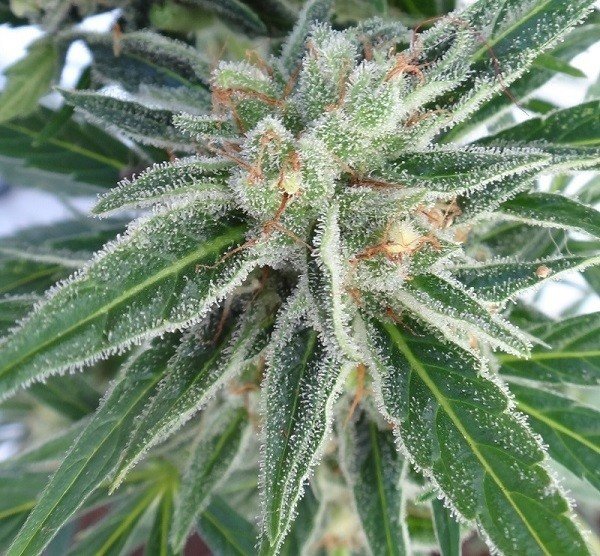 Ace Seeds - Auto Malawi x Northern Lights (auto/fem.)