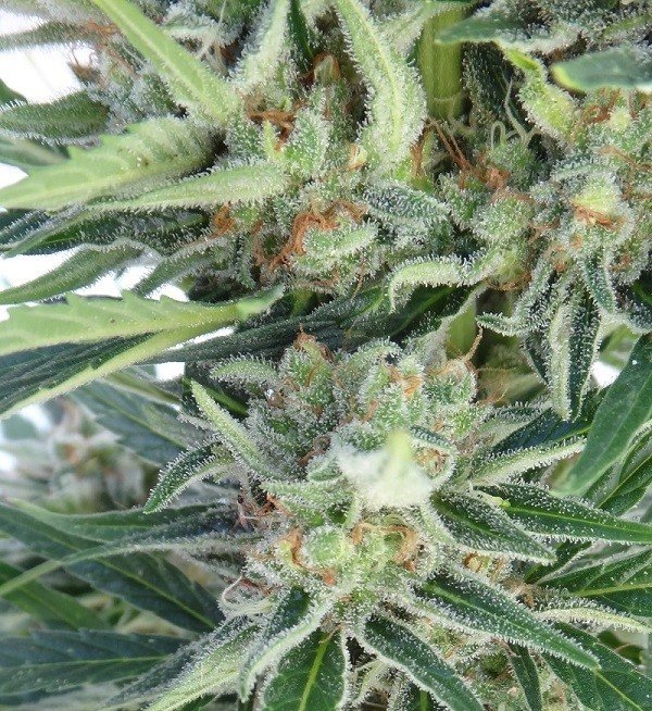 Ace Seeds - Auto Malawi x Northern Lights (auto/fem.)