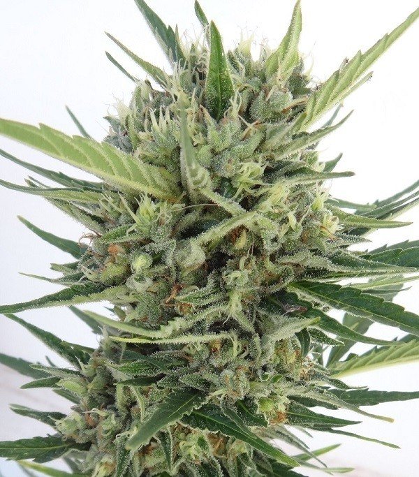 Ace Seeds - Auto Malawi x Northern Lights (auto/fem.)