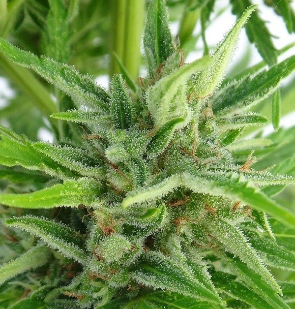 Ace Seeds - Auto Malawi x Northern Lights (auto/fem.)